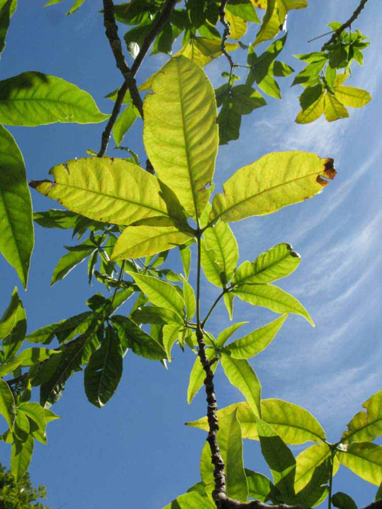            Compound leaf (Winter Haven, FL)   